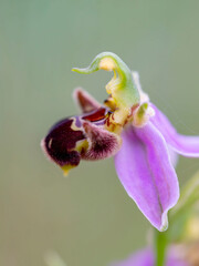 Fotografía Macro