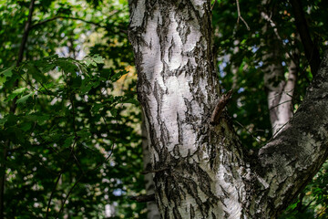 Trunks of white birch trees close-up in a shady forest.