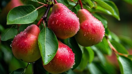 Obraz premium Bunch of fresh ripe pears hanging on a tree in pears garden.