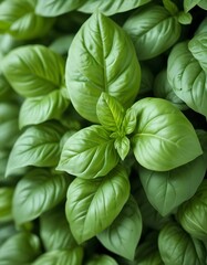 Green leaves, a close-up shot of fresh basil leaves