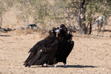cinereous vulture (Aegypius monachus), the largest Old World vulture, at jorbeer, Rajasthan