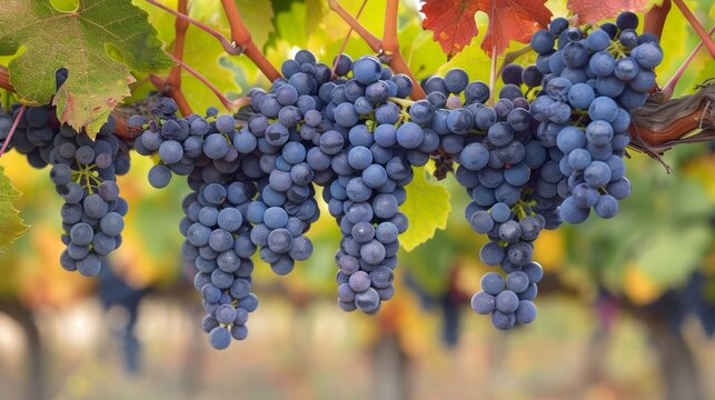 Detail of red grapes at haras de pirque winery, pirque, maipo valley, cordillera province, santiago metropolitan region, chile, south america, 