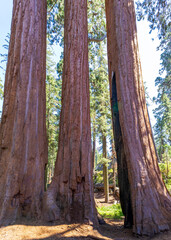 Fototapeta premium Giant Sequoias in the Sequoia National Park in California