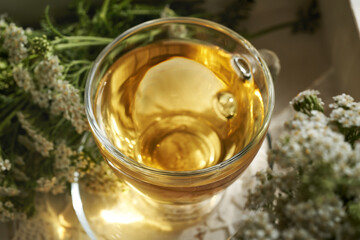 Yarrow tea in a cup with fresh blooming Achillea milefolium plant © Madeleine Steinbach