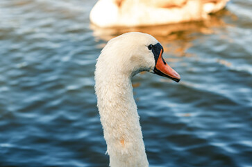 White swan on the blue dark surface of the lake, blur background. Gray waterfowl swims nearby.