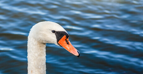 Side view head of white swan on blue dark lake. Curved long neck, orange beak, black eye. Copy space © Todayphoto