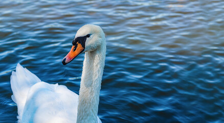 Fototapeta premium Lonely swan on lake with dark waves. White swan covered with small drops water. Looks into camera.
