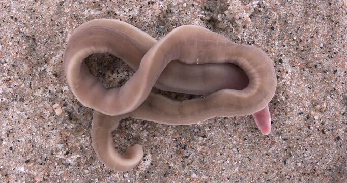 Nemertea worm, genus Cerebratulus sp. close-up, family Lineidae. Predator, feeds on mollusks and small crustaceans... White Sea