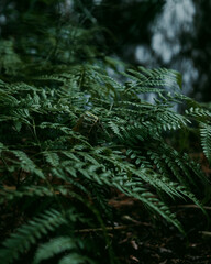 fern leaf in the forest