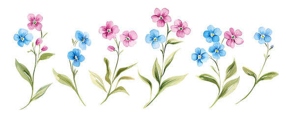 Wildflowers watercolor illustration with pink and blue blossoms