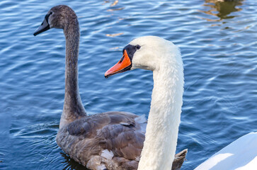 White and gray swan on dark water. One of them, a gray swan, swims behind in a shallow river.