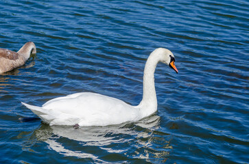 White and gray swan on dark water. One of them, gray swan, dives in search of food in shallow river.