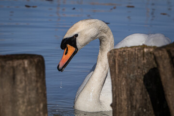 swan on the lake © IvettGy