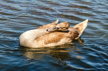 Fototapeta premium Young gray swan, head and neck of cute swan close-up, black beak. Waterfowl in natural environment.