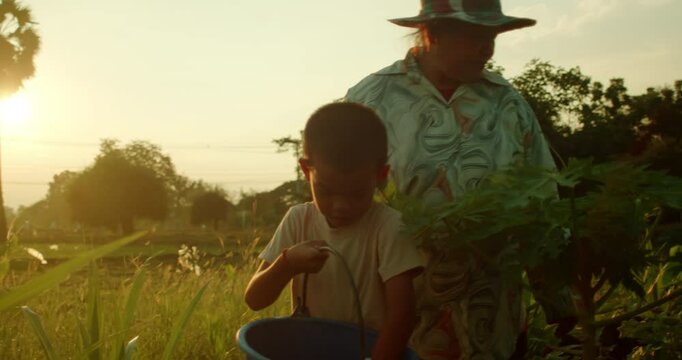 An Asian female farmer and her 5-year-old grandson harvesting eggplants in their rural vegetable garden during the sunset, symbolizing the bond between generations in a serene countryside setting.