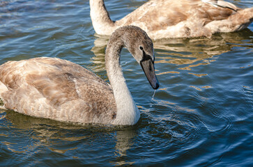 Gray swan, head and neck close-up, black beak. Drops of water. Waterfowl in the natural environment.