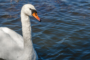 Side view of white swan on blue dark lake. Curved long neck, orange beak, black eye. Copy space
