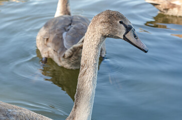 Young gray swan, head and neck of cute swan close-up, black beak. Waterfowl in natural environment.