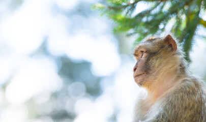 Barbary macaque ape sitting on a tree, rhesus monkey, wildlife, habitat jungle, young baby animal