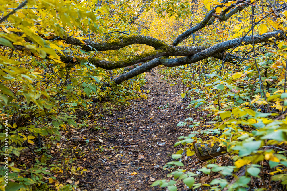 Wall mural a tree branch is hanging over a path in a forest