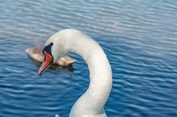 Fototapeta premium Detailed image of a white swan on a lake. Curved long neck. Waterfowl in a natural wild environment.