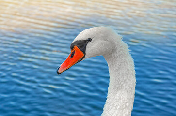 Close-up of head white swan with typical curved neck and orange beak. Blurred blue water background.