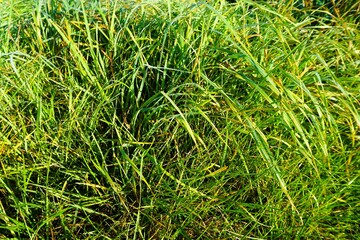 Hohes nasses grünes Gras auf Feld in Natur bei Sonne und Regen am Morgen im Herbst als Hintergrund
