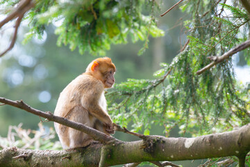 Barbary macaque ape sitting on a tree, rhesus monkey, wildlife, habitat jungle, young baby animal
