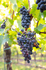 Blue grapes, Pinot Noir wine growing on vine, vineyard in Trier, Moselle Valley, Germany, landscape and agriculture, rhineland palatine