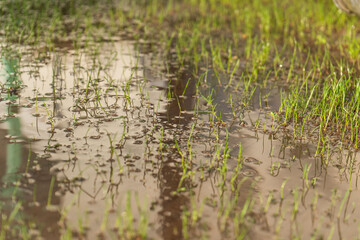 Lush green rice plants thrive in a flooded field, reflecting natures serene and captivating beauty