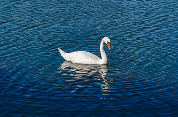 Alone swan on lake with dark blue wavy water. White swan is reflected in water. Lake mirror.