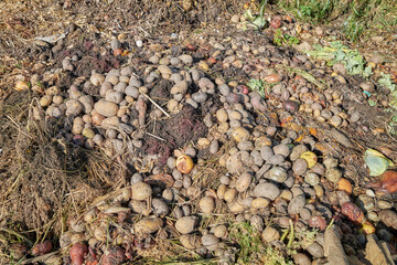 Compost pile made of organic vegetable and fruit waste mix.