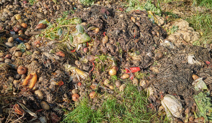 Compost pile made of organic vegetable and fruit waste mix.
