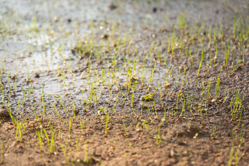 Vibrant green grass shoots emerging and peeking through moist earth, showcasing the beauty of natures growth
