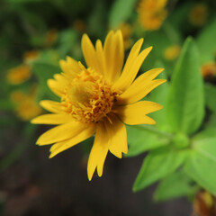 日本で秋にメランポジウムが黄色い花を咲かせています