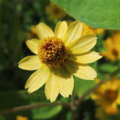 日本で秋にメランポジウムが黄色い花を咲かせています