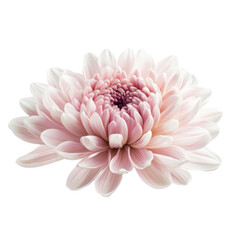A beautiful delicate chrysanthemum flower with soft pink petals in full bloom during spring