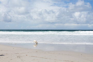 dog on the beach