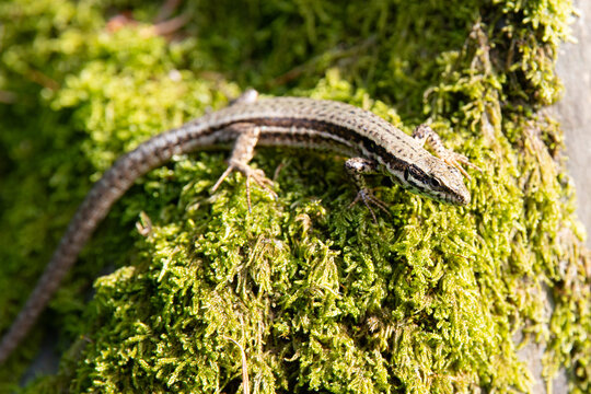 Common forest lizard on green moss, Lacerta vivipara, reptile living in Northern Europe and central asia