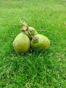 fresh green coconut fruit