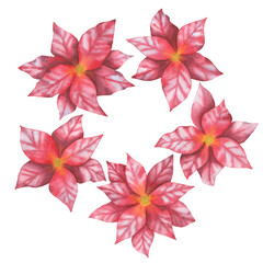 Poinsettia. Watercolor illustration. A set of colors for the design.

