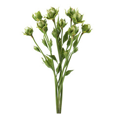 Green Flower Buds