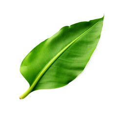 Obraz premium Green fresh banana leaves isolated on transparent background 
