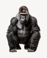 Gorilla, wild animal collage element .