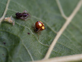 Macro, Asturias