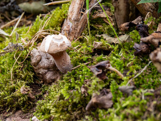 Macro, Asturias