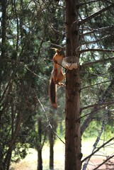 squirrel on the tree
