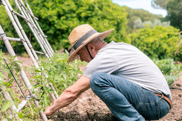 Gardener Tending Plants in Sunny Garden