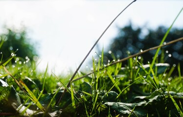 Grüne nasse Graswiese mit Wassertropfen vor weißem Himmel mit Baum bei Nebel am Morgen im Herbst