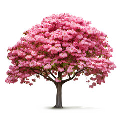 Obraz premium Kousa Dogwood Tree Isolated transaprent Background 